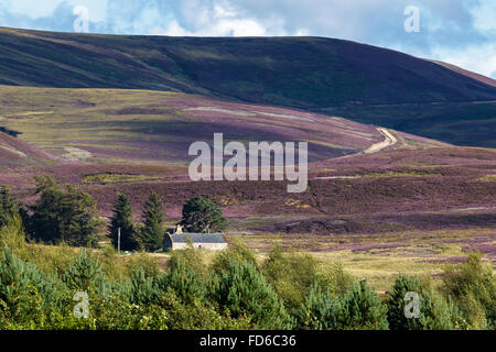 Heather auf die Cairngorm Mountain Range Stockfoto