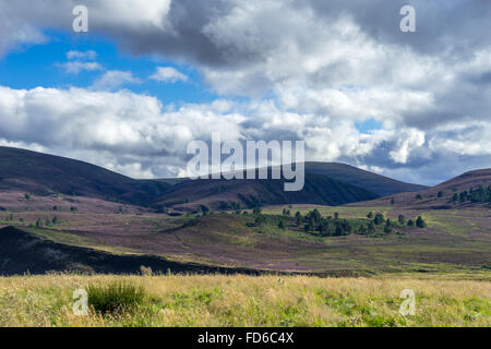 Heather auf die Cairngorm Mountain Range Stockfoto