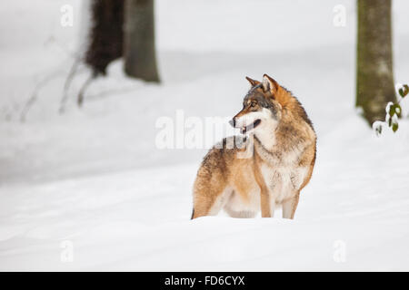 Europäische graue Wolf (Canis Lupus Lupus) stehen tief in einem Wald bedeckt mit Sno am Nationalpark Bayerischer Wald, Deutschland, Europa Stockfoto