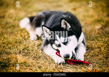 Junger Hund Husky Welpen spielt mit Spielzeug Tennisball im Freien. Stockfoto