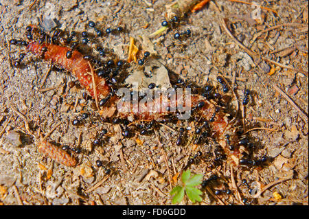 Eine Gruppe von Ameisen Essen Toten Regenwurm Stockfoto