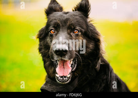 Schwarzer Deutscher Schäferhund. Close Up Portrait auf grünem Hintergrund Stockfoto