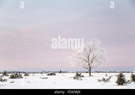 Einsamer frostigen Baum in einer winterlichen Landschaft auf eine Ebene Fläche mit Wacholder Stockfoto