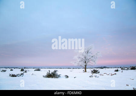 Einsame frostigen Baum im großen schlicht Bereich Stora Alvaret auf der schwedischen Insel Öland Stockfoto