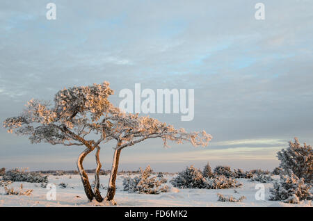 Schnee und frostigen Kiefer in einer Winterlandschaft unter frostigen Wacholder Stockfoto