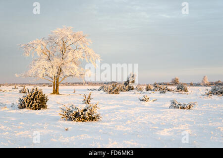 Winterlandschaft mit einem frostigen Baum der Einsamkeit in der ersten Morgensonne Stockfoto