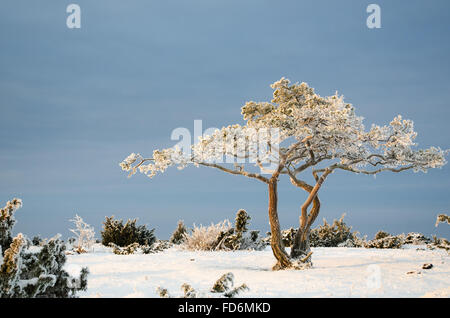 Frostigen verdrehte Kiefer in eine Winterlandschaft mit frostig und schneereich Wacholder Stockfoto