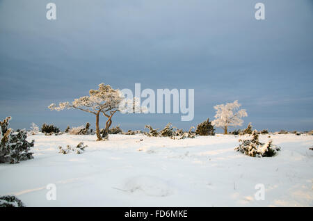 Winter-Ansicht mit frostigen Bäume in der großen Ebene Umgebung Stora Alvaret an der schwedischen Insel Öland Stockfoto