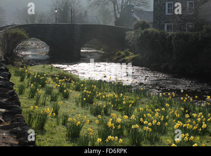 Flusses Glaslyn, Narzissen und Brücke im Dorf Beddgelert Wales Stockfoto