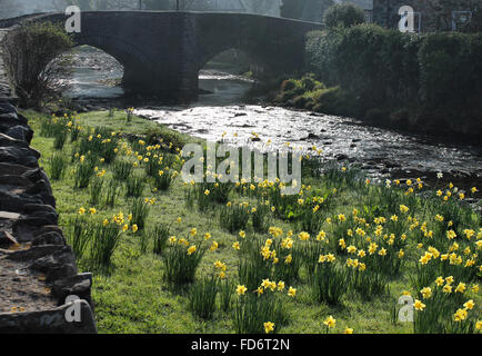 Flusses Glaslyn, Narzissen und Brücke im Dorf Beddgelert Wales Stockfoto