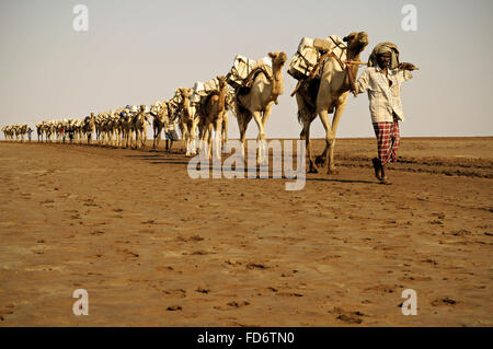 Kamelkarawanen mit Salz durch die Wüste in der Danakil Depression, Afar-Region, Äthiopien Stockfoto