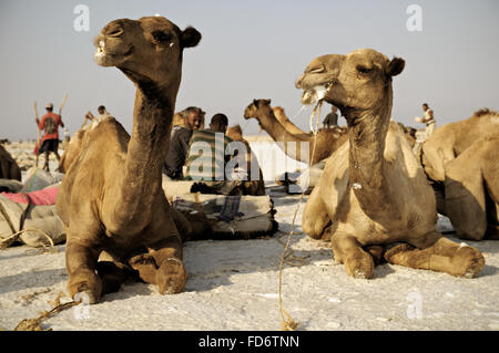 Kamele ruht auf See Assale vor dem Transport von Salz, Mekele, Danakil Depression, Afar-Region, Äthiopien Stockfoto