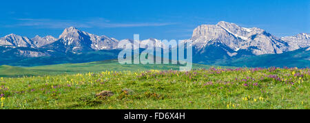 Panorama der Wildblumen auf der Prärie unterhalb der felsigen Bergfront bei Dupuyer, montana Stockfoto