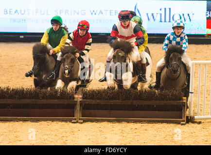 Liverpool International Horse Show heute (Mittwoch, 1. März 16). Das Shetland Grand National findet statt Stockfoto