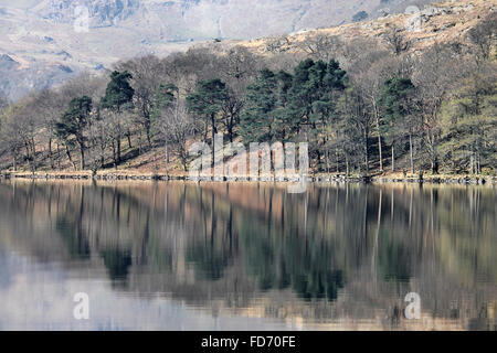 Bäume spiegeln sich in Llyn Gwynant Beddgelert Snowdonia National Park Wales Stockfoto