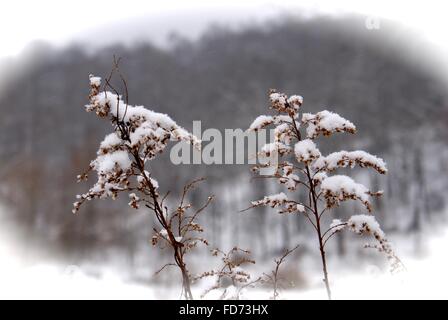 Schneebedeckte Pflanzen oder Unkraut in einem Feld. Stockfoto
