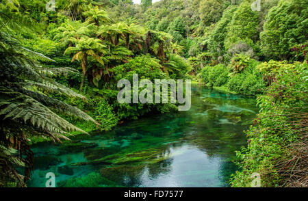 Blaue Feder, die an Te Waihou Gehweg, Hamilton Neuseeland befindet. Stockfoto