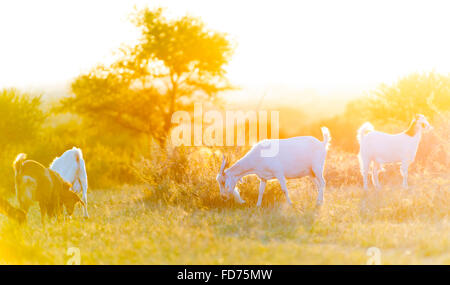 Ziegen Weiden im schönen Abendlicht Filtern nach unten auf das Feld Stockfoto