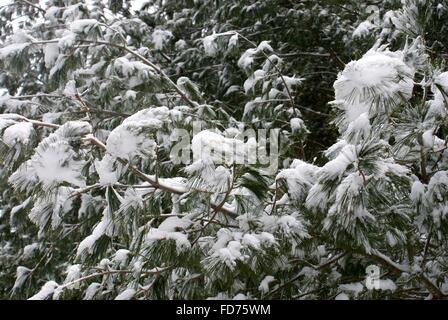 Schöne Nahaufnahme Schnee bedeckt Tannennadeln. Stockfoto