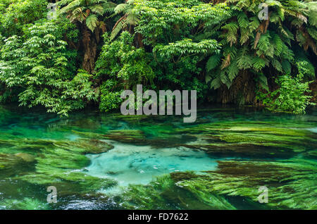 Blaue Feder, die an Te Waihou Gehweg, Hamilton Neuseeland befindet. Stockfoto