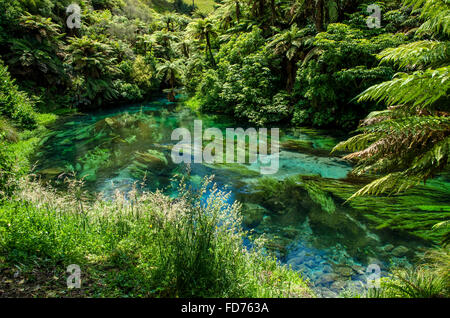 Blaue Feder, die an Te Waihou Gehweg, Hamilton Neuseeland befindet. Stockfoto