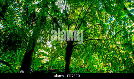 grünen Dschungel hinter einem Netz, Palmwedel, Palmblätter, üppigen Vegetation, Ubud, Bali, Indonesien, Asien Stockfoto