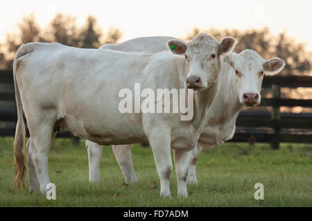 Paar von Charolais-Rindern auf Rasen Weide Stockfoto