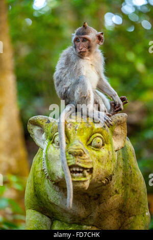 Long-tailed Macaque (Macaca Fascicularis) Affe sitzt auf eine Steinfigur Stein Kopf mit grünem Moos abdecken, Monkey Forest Stockfoto