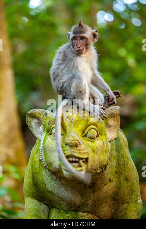 Long-tailed Macaque (Macaca Fascicularis) Affe sitzt auf eine Steinfigur Stein Kopf mit grünem Moos abdecken, Monkey Forest Stockfoto