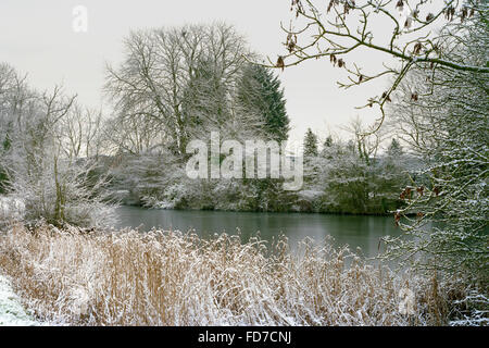 Leichten Abstauben von Schnee auf den Bäumen rund um gefrorene Dorfteich in Cambridgeshire Stockfoto