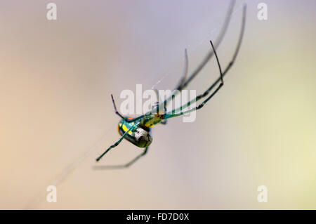 Obstgarten Orbweaver Spider (Leucauge Venusta) Stockfoto