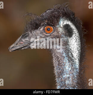 Eine australische Eingeborene, Emu, einem großen flugunfähigen Vogel. Stockfoto