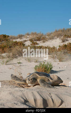 Australische Flatback-Schildkröte (Natator Depressus), endemisch, weibliche Abdeckung Nest, Western Australia Stockfoto