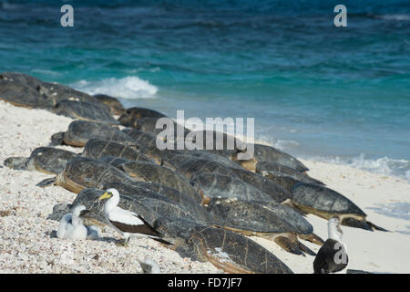 maskierte Tölpel und grüne Meeresschildkröten, Chelonia Mydas, sonnen sich am Strand, French Frigate Shoals, nordwestlichen Hawaii-Inseln Stockfoto