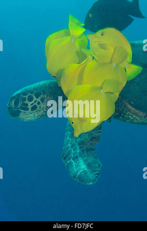 grüne Meeresschildkröte, Chelonia Mydas, gereinigt von Algen durch gelbe Tangs, Zebrasoma Flavescens, Puako, Hawaiis Big Island, USA Stockfoto