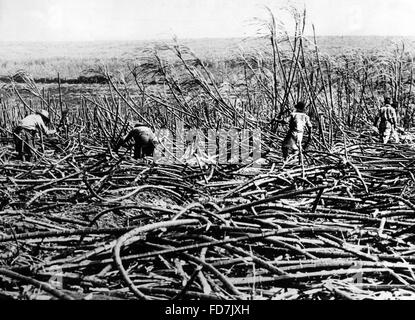 Zuckerrohr-Plantage in Hawaii, 1929 Stockfoto