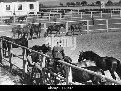 Pferde der Kavallerie der Wehrmacht, 1936 Stockfoto