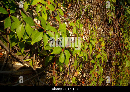 Wildem Wein (Parthenocissus Quinquefolia) hat handförmig zusammengesetzte Blätter. Weinbau auf Wand in Mexiko. Stockfoto