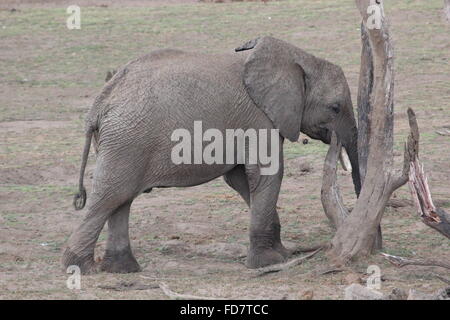 Afrikanischer Elefant (LOXODONTA AFRICANA) baby-Kalb mit toten Baumstamm, Limpopo in Südafrika spielen Stockfoto