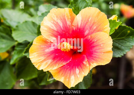 Wunderschöne Hibiscus Rosa Sinensis (Hibiscus SP.) in einem Park Stockfoto