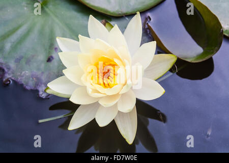 Schöne gelbe Lotusblume (Nelumbo SP.) in einem Teich Stockfoto