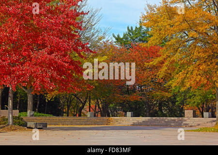Bunten Laubbäume im Park in der Nähe von Tidal Basin auf sonnigen Herbst morgens. Stockfoto