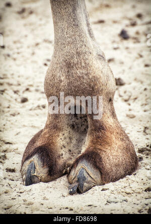 Baktrischen Kamel Huf Detail. Camelus Ferus Bactrianus. Tierthema. Stockfoto