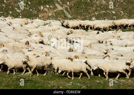 Georgien, Mzcheta-Mtianeti, Schafherde Südlich von Stepansminda, Stockfoto