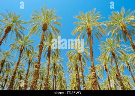 Ein Palm Tree Farm im Imperial County, Kalifornien Stockfoto