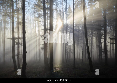 Nebel zwischen den Bäumen des Waldes und die Sonne scheint durch sie in Strahlen. Stockfoto