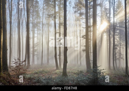 Mystischen Wald mit Strahlen von Licht, das durch den Nebel zwischen den Bäumen Stockfoto
