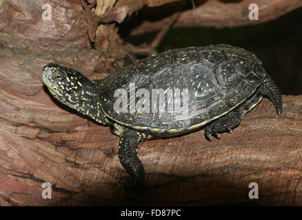 Südliche europäische Sumpfschildkröte oder Sumpfschildkröte (Emys Orbicularis) Stockfoto