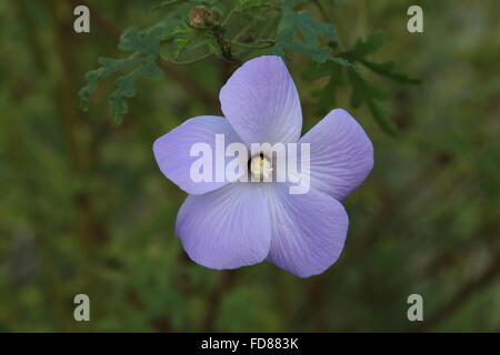 Alyogyne Huegelii, allgemein bekannt als lila Hibiskus Stockfoto