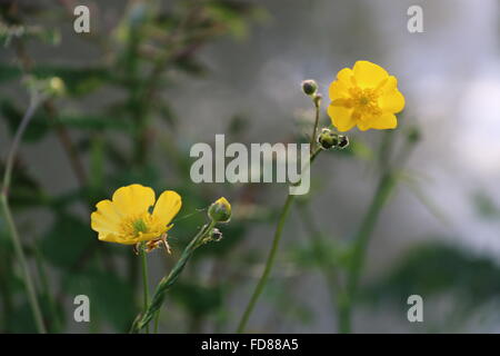 blühende Butter Cups in voller Blüte mit mehreren Knospen Stockfoto